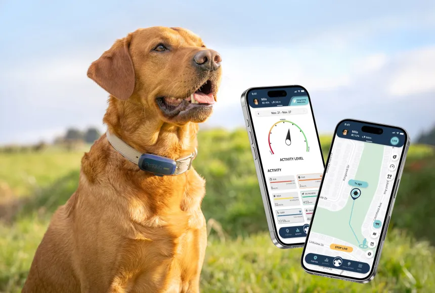 Red fox labrador retriever wearing a PetLink gps tracker collar and floating mockups of the gps app.