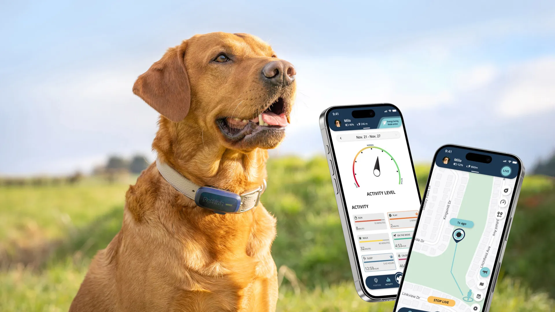 Red fox labrador retriever wearing a PetLink gps tracker collar and floating mockups of the gps app.